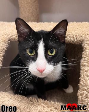 Oreo, Adult Male Domestic Short Hair
