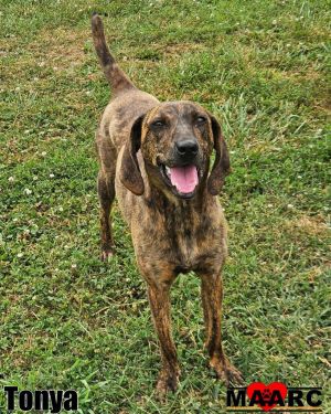Tonya Plott Hound Dog