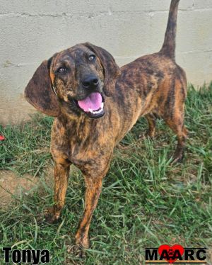 Meet Tonya -- a backwoods beauty with a heart as big as the sky This 1-year-old Plott Hound is a
