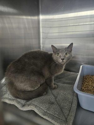 June Domestic Short Hair Cat
