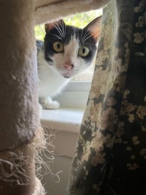 Little Debby Domestic Short Hair Cat