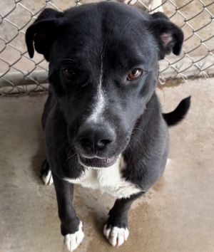 Brody, Adult Male Labrador Retriever