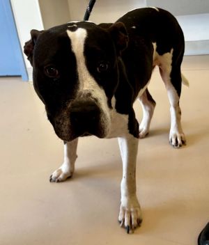 Frank, Adult Male Mixed Breed