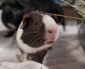 Moose, Adult Male Guinea Pig