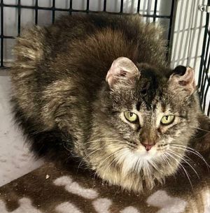 I am very cute and sweet I have a scarred and bent ear as a badge of honor from my