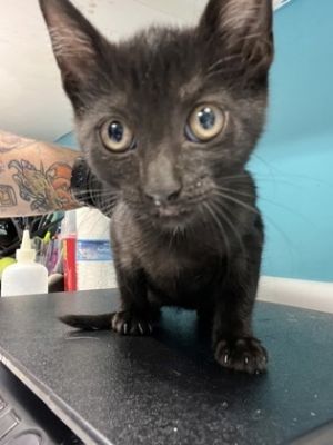 Joan Jett, Young Female Domestic Short Hair