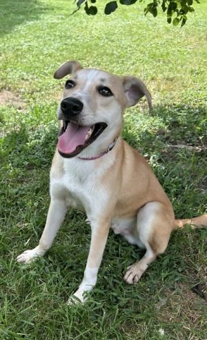 Chino, Adult Male German Shepherd Dog