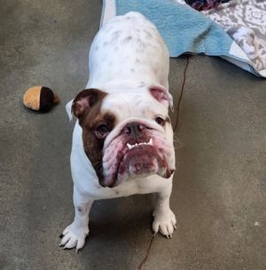 Cooper, Young Male English Bulldog