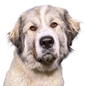 Pyramid, Adult Female Great Pyrenees