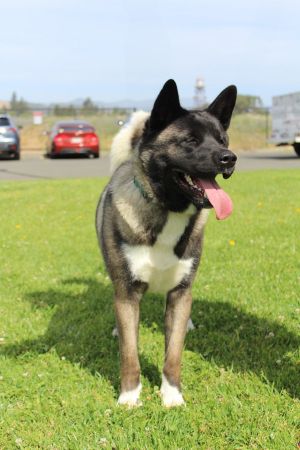 Chica, Young Female Akita