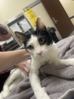 Leroy, Adult Male Domestic Short Hair