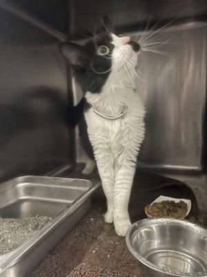 Sweety-Licious, Adult Female Domestic Medium Hair