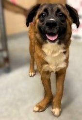 Satin, Adult Female Mixed Breed