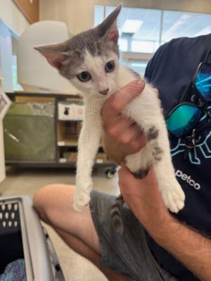 Gabe, Baby Male Domestic Short Hair