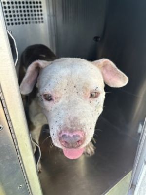 Sid, Adult Male Pit Bull Terrier