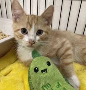 Charlie, Baby Male Domestic Short Hair