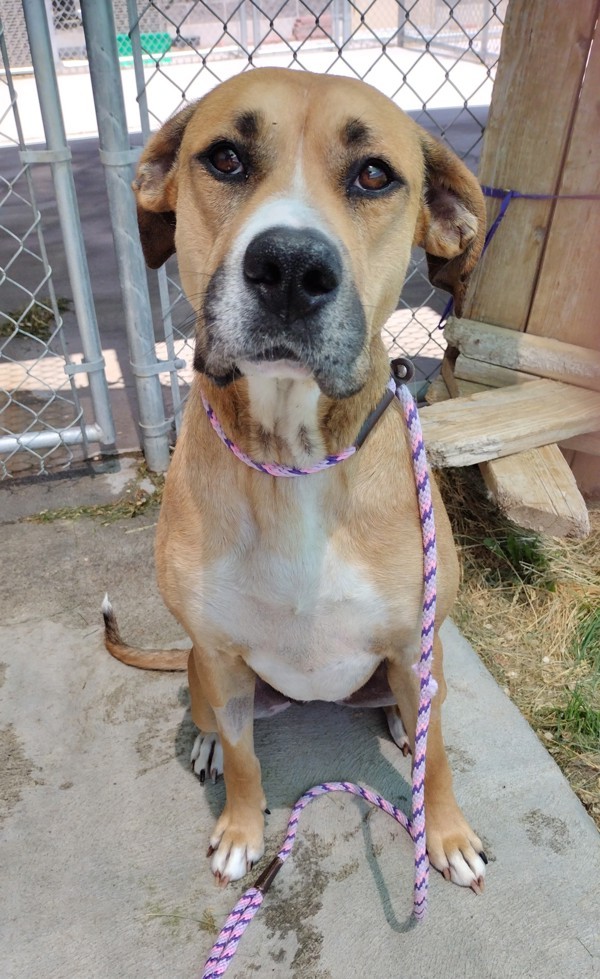 Gypsy, an adoptable Boxer, Great Pyrenees in Pocatello, ID, 83205 | Photo Image 1