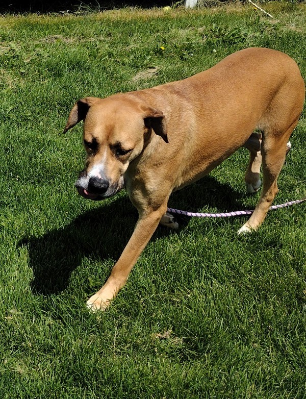 Gypsy, an adoptable Boxer, Great Pyrenees in Pocatello, ID, 83205 | Photo Image 2