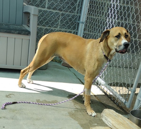 Gypsy, an adoptable Boxer, Great Pyrenees in Pocatello, ID, 83205 | Photo Image 3