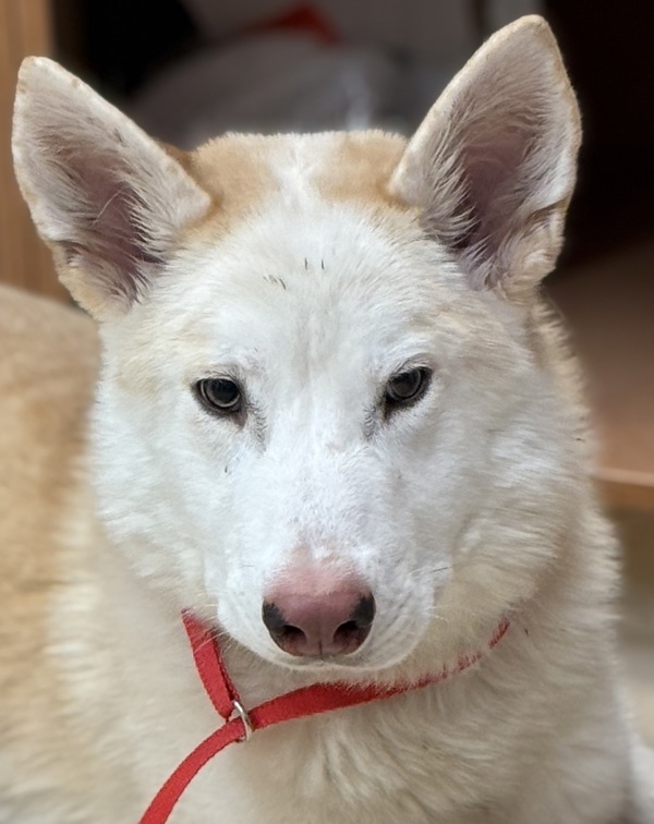 Spirit, an adoptable Siberian Husky in Pocatello, ID, 83205 | Photo Image 1