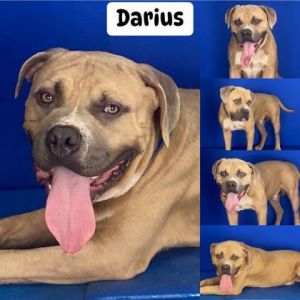 DARIUS, Adult Male Mixed Breed
