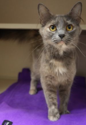 Portia, Adult Female Domestic Long Hair