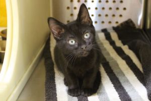 Souffle, Adult Male Domestic Short Hair