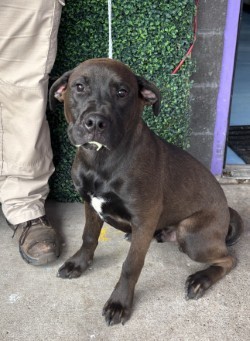 Soy Sauce*, Baby Male Mixed Breed