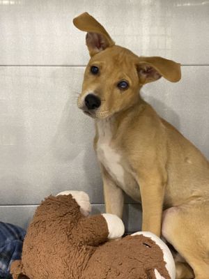 Tibby, Baby Female Black Mouth Cur