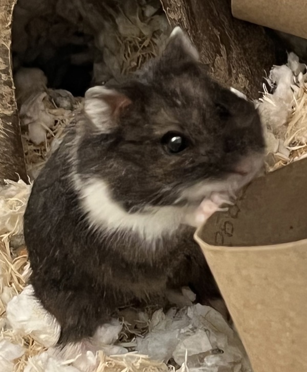 Cookie