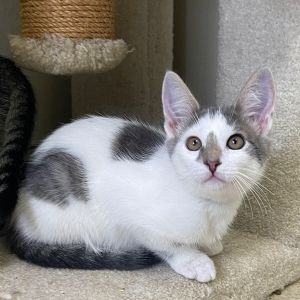 Ethan Domestic Medium Hair Cat
