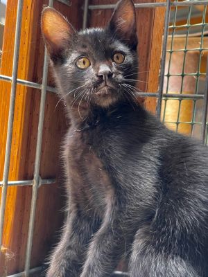Eli Domestic Medium Hair Cat