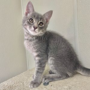 Elmore Domestic Medium Hair Cat