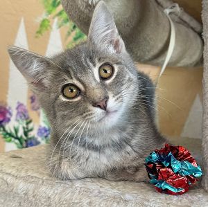 Hi there Im Elmore -- a strikingly handsome gray tabby with bright eyes and an even brighter purr-