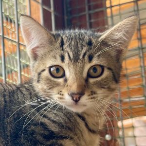 Emily Tabby Cat