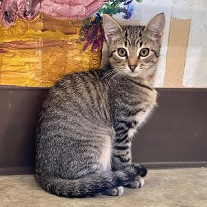 Hi there Im Emily--a soft stripey brown tabby with big eyes and a gentle heart Im a thoughtful 