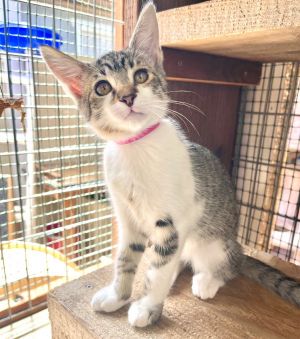 Emma Tabby Cat