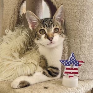 Hi there Im Emma--a walking masterpiece in fur My coat is a splash of bold brown tabby stripes br