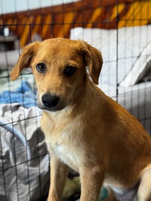 Storm, Baby Female Mixed Breed