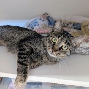 Pepita, Adult Female Domestic Short Hair