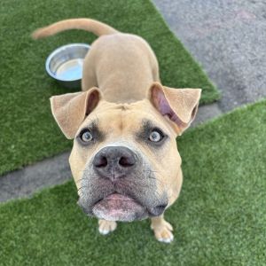 Fig, Young Female Pit Bull Terrier