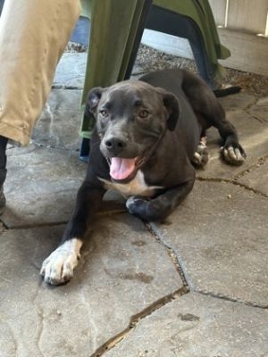 Socrates Labrador Retriever Dog