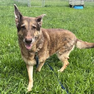 Clyde, Senior Male German Shepherd Dog