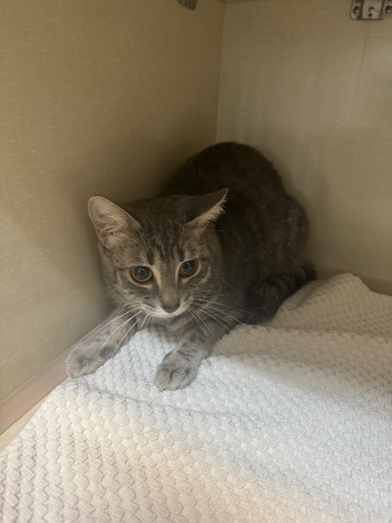 Momo, an adoptable Domestic Short Hair in Winnipeg, MB, R3H 0M1 | Photo Image 1