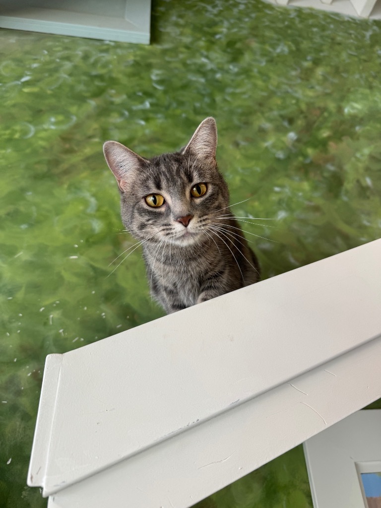 Momo, an adoptable Domestic Short Hair in Winnipeg, MB, R3H 0M1 | Photo Image 1