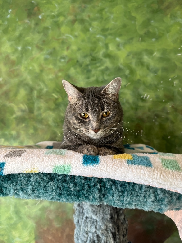 Momo, an adoptable Domestic Short Hair in Winnipeg, MB, R3H 0M1 | Photo Image 3