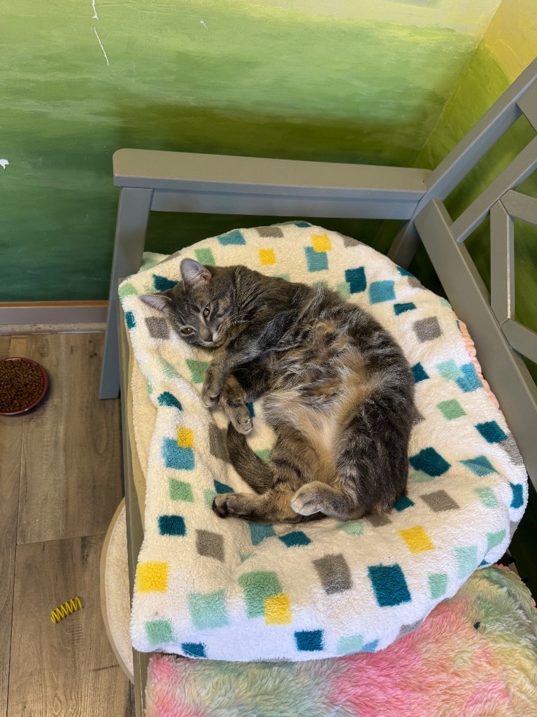 Momo, an adoptable Domestic Short Hair in Winnipeg, MB, R3H 0M1 | Photo Image 4