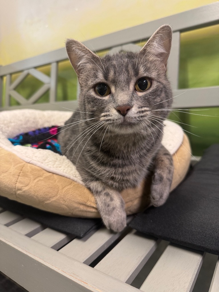 Momo, an adoptable Domestic Short Hair in Winnipeg, MB, R3H 0M1 | Photo Image 5