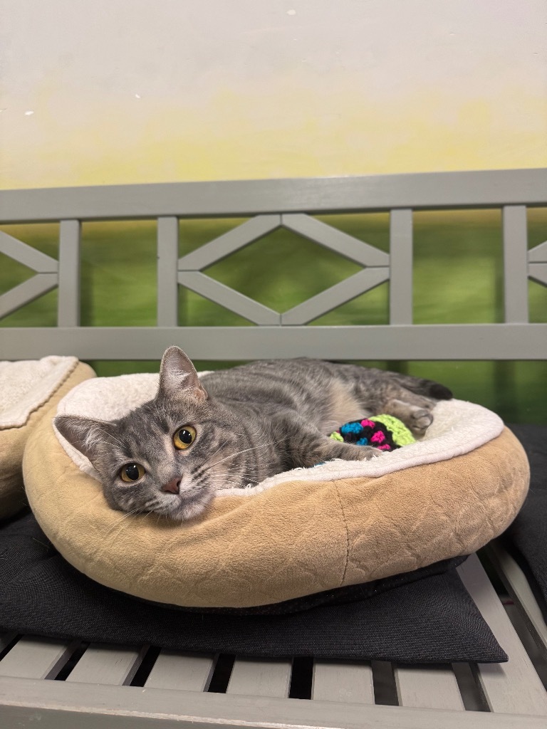 Momo, an adoptable Domestic Short Hair in Winnipeg, MB, R3H 0M1 | Photo Image 6