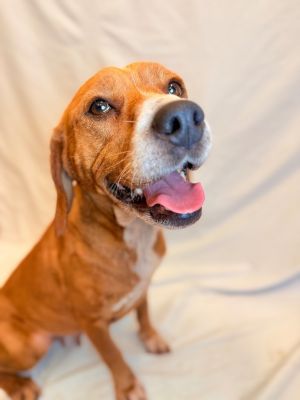 BAMBI, Adult Female Terrier